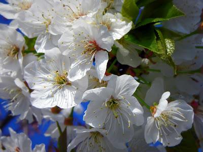 Pink & White on Blue