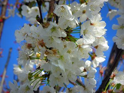 Pink & White on Blue