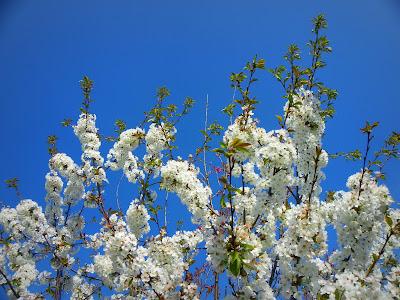 Pink & White on Blue