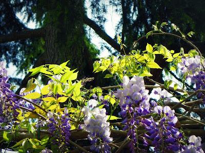 Good morning lovely friendly garden!!! It's Springtime!!!