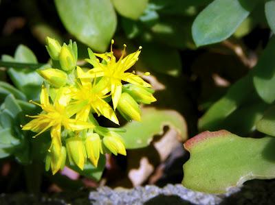 Good morning lovely friendly garden!!! It's Springtime!!!