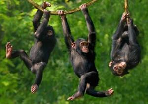 Studio su “Science”: nessun altruismo rilevato tra scimpanzé