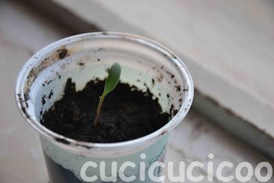 altri vasi recuperati - more upcycled pots altri vasi recuperati - more upcycled pots