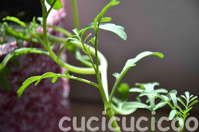 altri vasi recuperati - more upcycled pots altri vasi recuperati - more upcycled pots