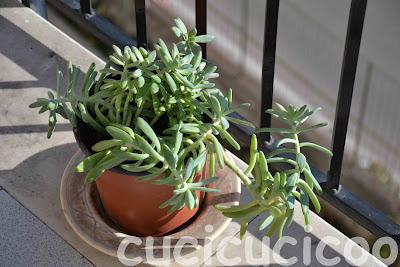 altri vasi recuperati - more upcycled pots altri vasi recuperati - more upcycled pots