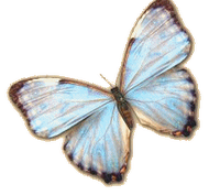The Papillon...