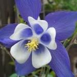 aquilegia toro: a maggio il capriccio dell’aquilegia