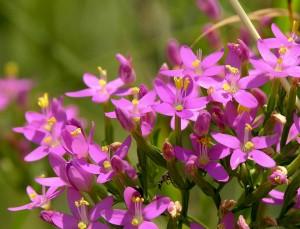 I Fiori di Bach in un libro di una nostra fan