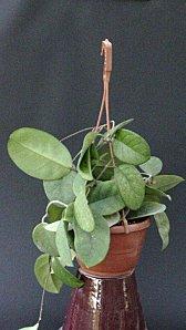 Cactus, hoya, succulente e molte altre piante da Cactusgarden Hoya fungii (1)