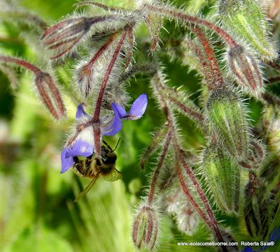 Scatti pomeridiani di Borago officinalis Scatti pomeridiani di Borago officinalis