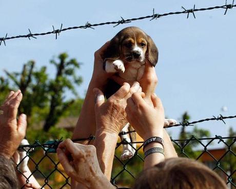 i cuccioli di Beagle vengono liberati