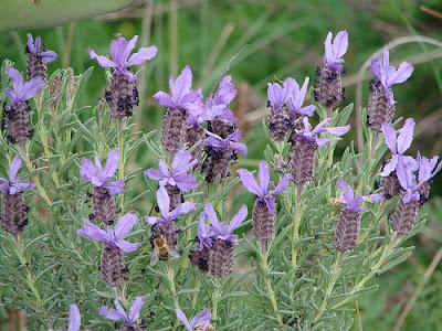 La Moltiplicazione della Lavanda