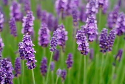 La Moltiplicazione della Lavanda