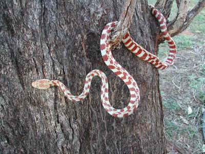 serpente guam topi avvelenati