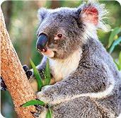 Il Koala non è un orso ma appartiene alla famiglia dei marsupiali