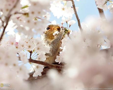 Squirrel and Cherry Blossom by Fumiko Yarita