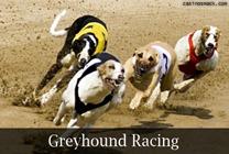 20100126-greyhound-racing