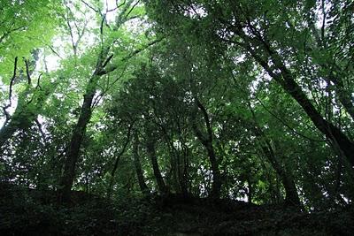 in cerca di tartufi in cerca di tartufi