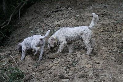 in cerca di tartufi in cerca di tartufi