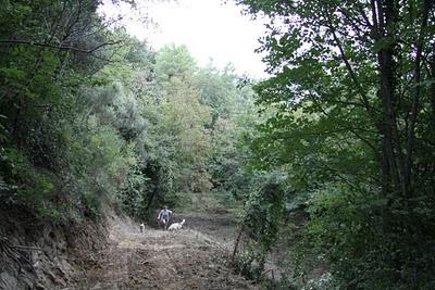 in cerca di tartufi in cerca di tartufi