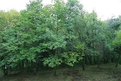 in cerca di tartufi in cerca di tartufi