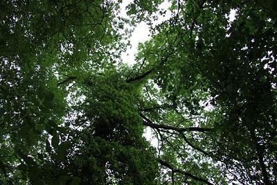 in cerca di tartufi in cerca di tartufi