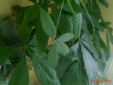 05102010014 Confronto fotografico: Nokia 5800 vs Nokia X3-02 Touch and Type