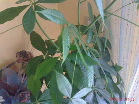 Photo0006 Confronto fotografico: Nokia 5800 vs Nokia X3-02 Touch and Type