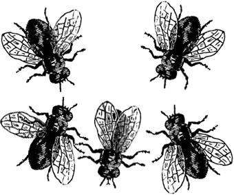 Elogio della mosca di Luciano di Samosata – Poesia e mosca n. 5