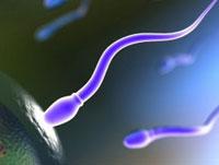 sperma-online