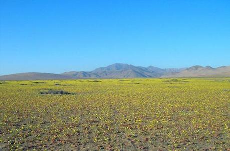 Il deserto di Atacama in fiore