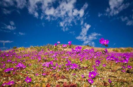 Il deserto di Atacama in fiore
