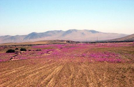 Il deserto di Atacama in fiore