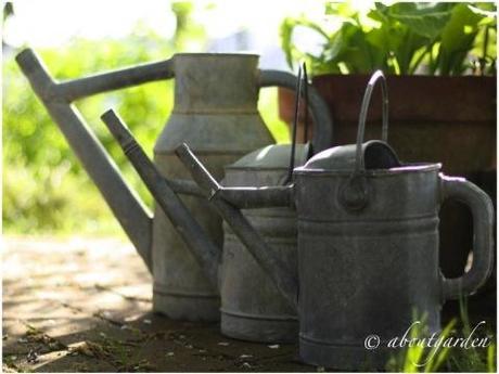 watering zinc… Shabby Chic on Friday