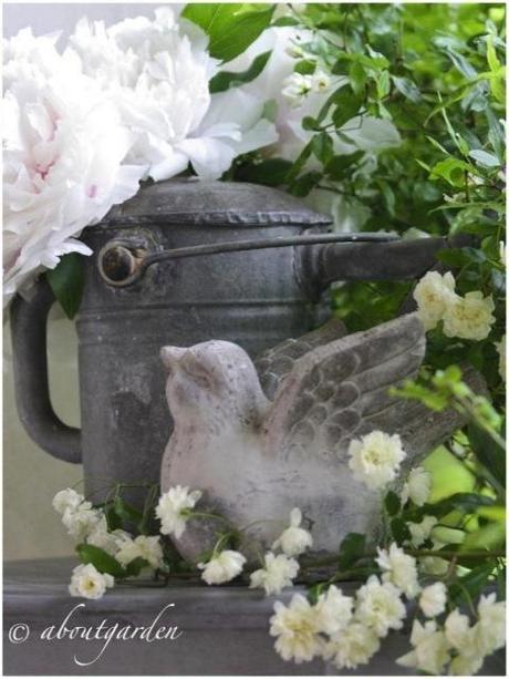 watering zinc… Shabby Chic on Friday