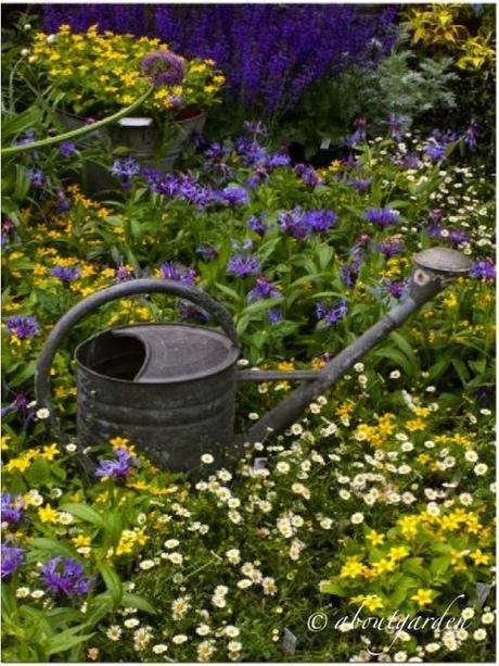 innaffiatoio in giardino... watering zinc… Shabby Chic on Friday