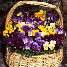 viole Pesci:maggio di viole del pensiero