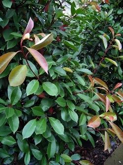 photinia