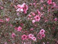 coltivare su terreno sabbioso leptospermum