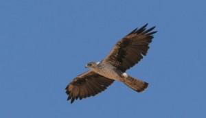 Spicca il volo, per la prima volta in Sicilia, un’Aquila di Bonelli, specie protetta