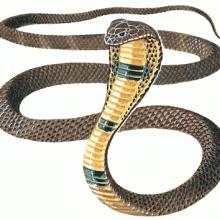 Bhujangàsana, asana del cobra irritato