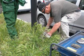 Alberi e fiori al posto dei cartelloni Alberi e fiori al posto dei cartelloni