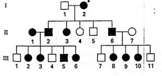 Alberi genealogici: esercizi con soluzioni 5