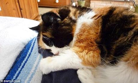 Michael McAleese gatto Sophie dorme in un video tributo che ha fatto a lei dopo la sua morte da un colpo apoplettico.  Alcuni giorni dopo il signor McAleese si è ucciso era così arrabbiato per la morte del suo animale domestico