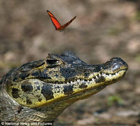 One: the butterfly swoops in on the scene, the cayman unaware of the what is going on above his head