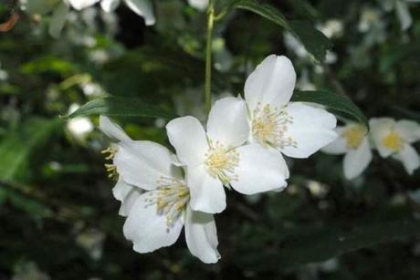 IL FIORE DELL’ANGELO