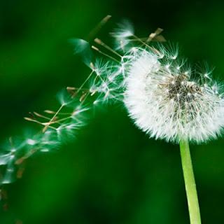 Il Soffione del Salento leccese Taraxacum officinale (group) - Asteraceae - Tarassaco comune