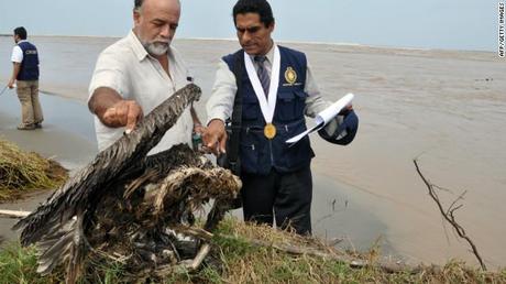 Strage di uccelli marini in Cile e Peru, colpa di El Nino