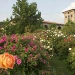 fioritura di rose al castello