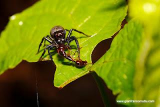 Il Borneo malese di Gianfranco Mattu Il Borneo malese di Gianfranco Mattu
